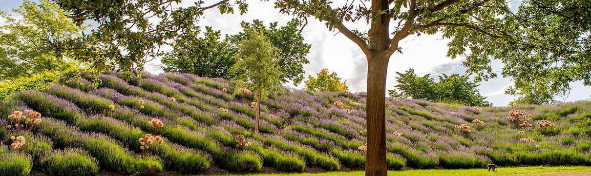 Ein Baum mit grüner Baumkrone und eine bunt blühende Wiese dahinter.