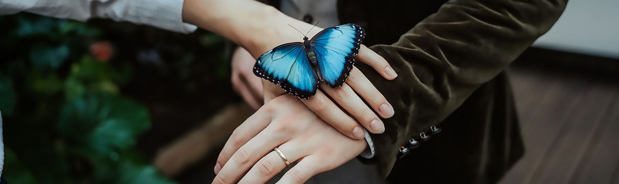 Eine Frau legt ihre Hand auf der eines Mannes, ein Schmetterling hat sich darauf niedergelassen.