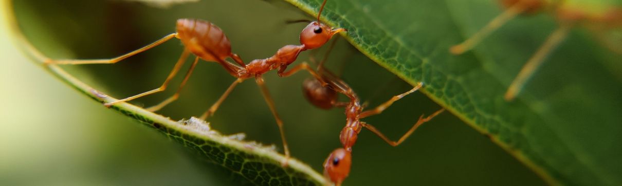 Mehrere Ameisen krabbeln über grüne Blätter.